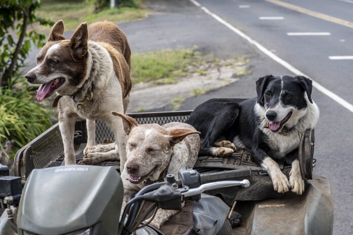 Kits de emergencia para mascotas